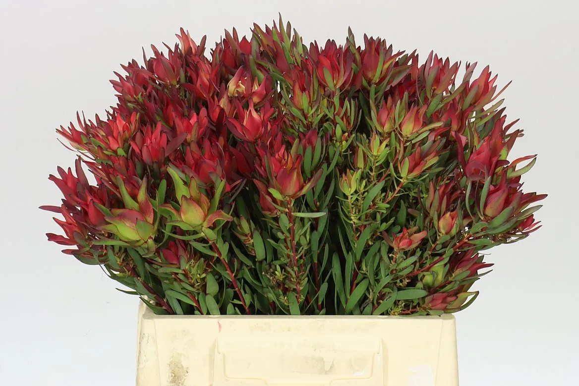 Leucadendron Sal Blush Spray X5 • 40 cm