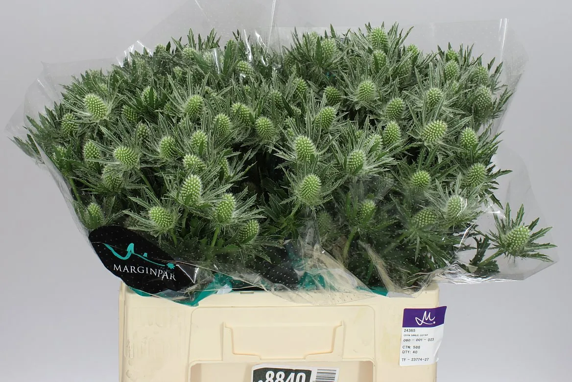 Eryngium Sirius • 60 cm