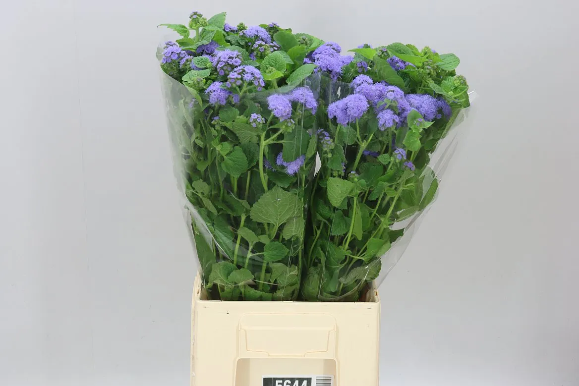 Ageratum H Blue Horizon • 65 cm