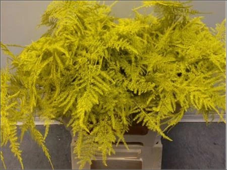 Asparágus Lang Getopt Yellow • 85 cm