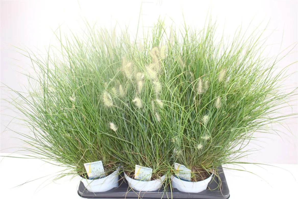 Pennisetum Little Hameln • črepník 17 cm