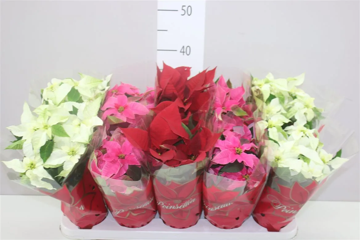 Euphorbia P Princettia mix • črepník 11 cm