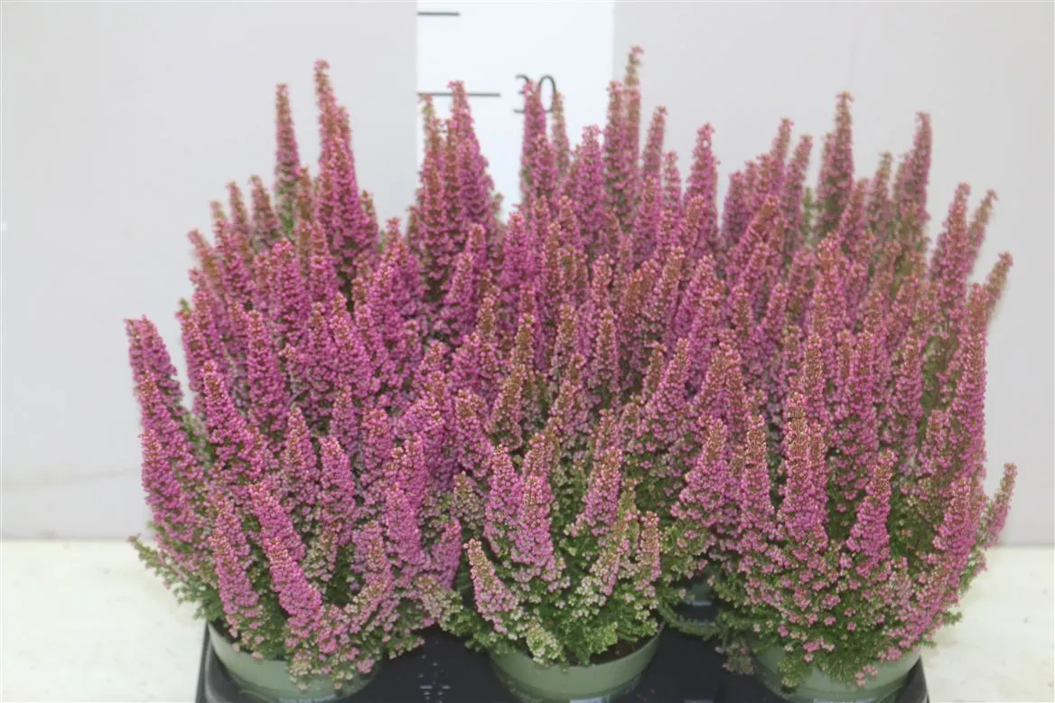 Erica Zo Beauty Queen Roze • črepník 10,5 cm