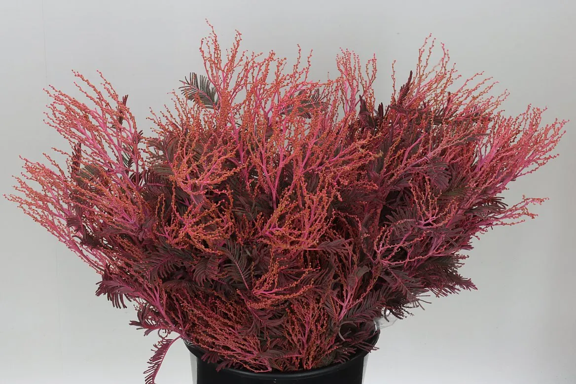 Mimosa Turner Pink • 65 cm
