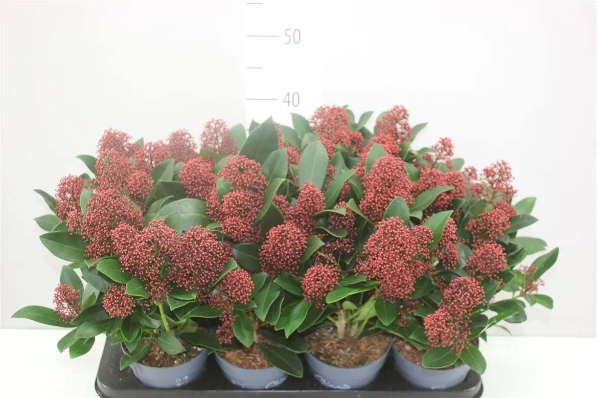 Skimmia Rubella 7+ • črepník 13 cm