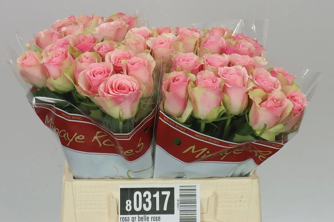 Rosa Gr Belle Rose • 40 cm