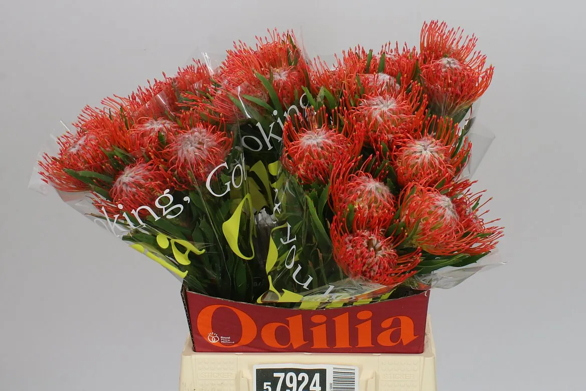 Leucospermum Tango • 50 cm
