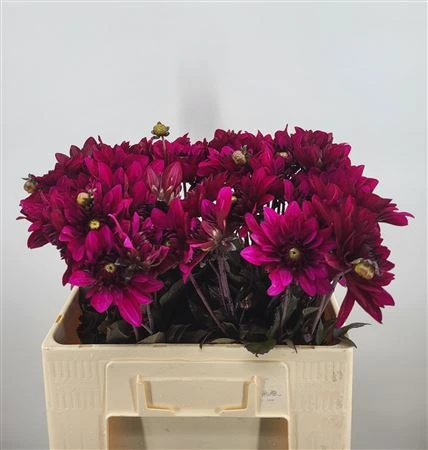 Georgína Purple Flame • 55 cm
