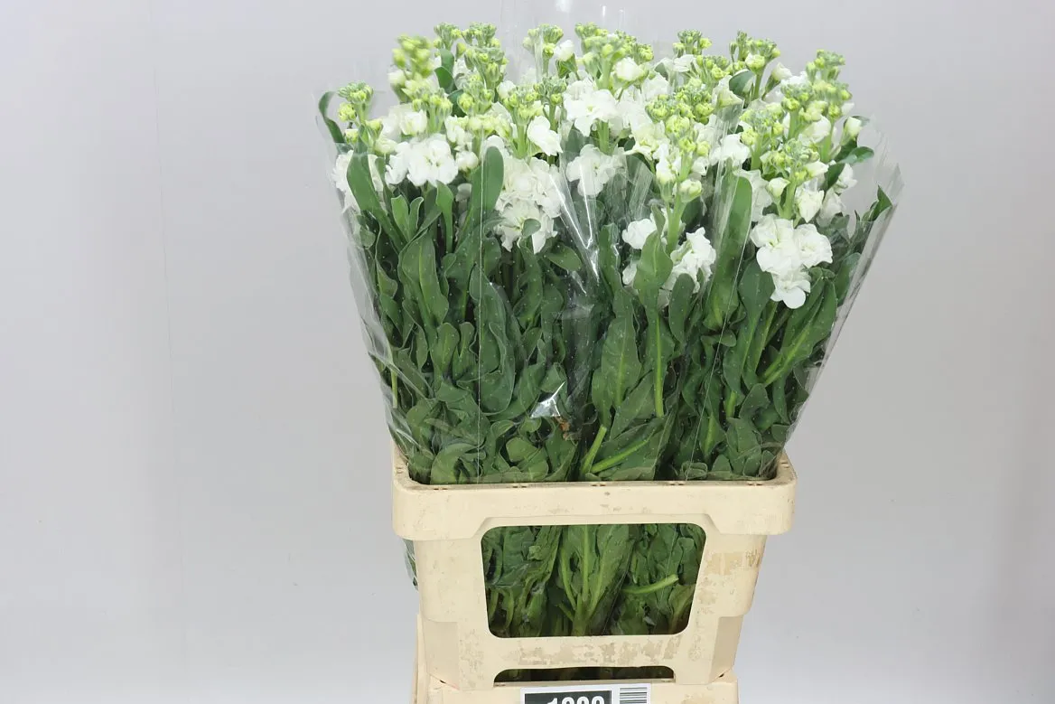Matthiola White It. Imp • 70 cm