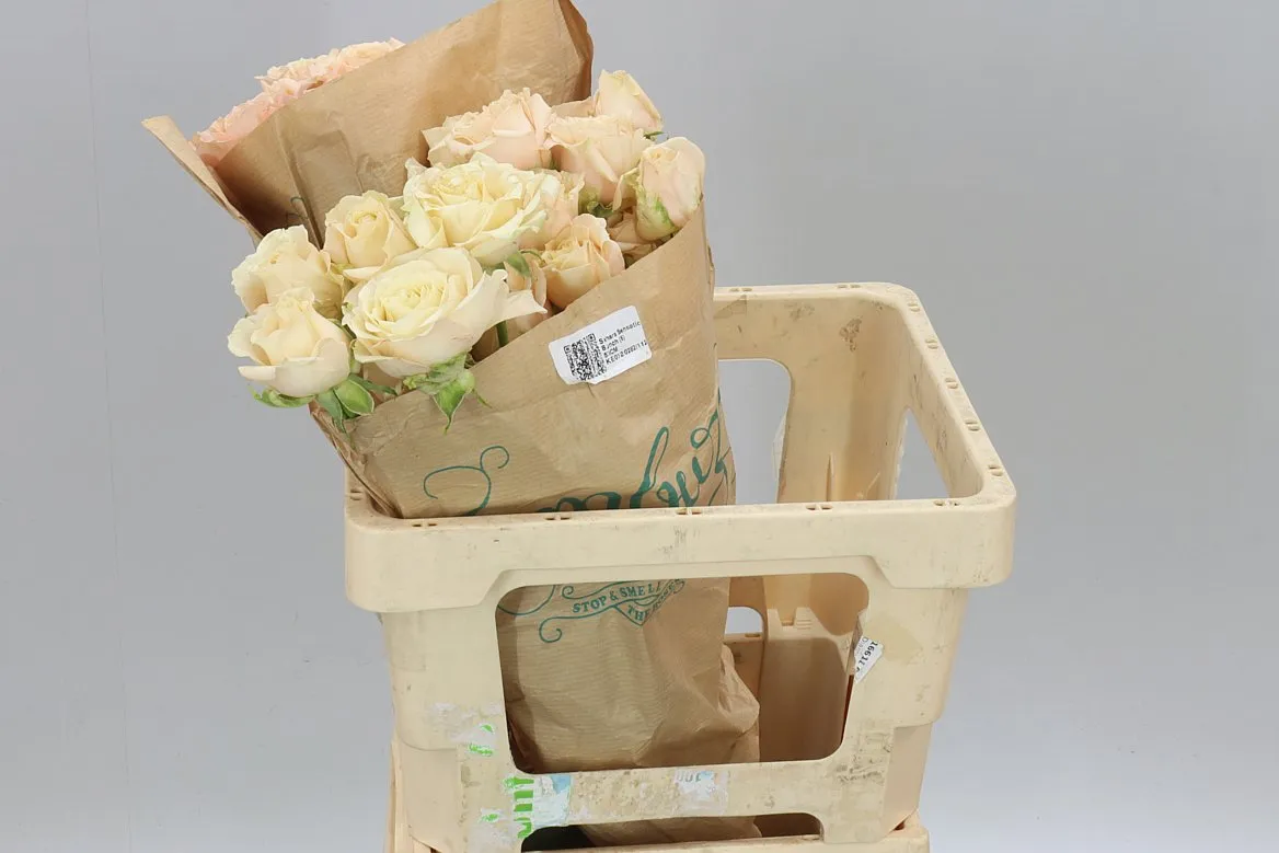 Ruža trsová záhradná Julietta Honey • 60 cm