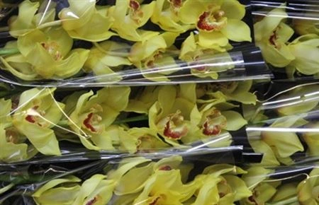 Orchidea Cymbidium veľkokvetá Ov Gold X6 • 80 cm