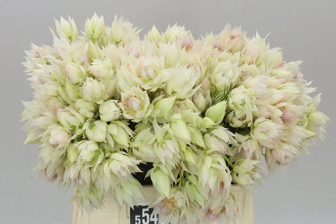 Kaaps Blushing Bride Ice Star • 40 cm