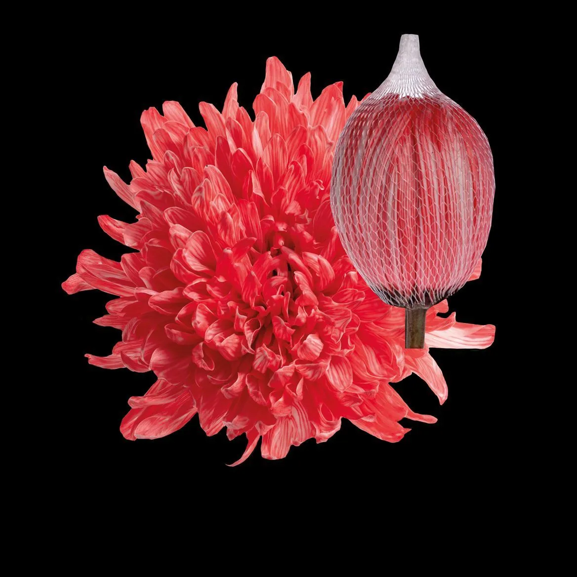 Chryzantéma veľkokvetá Antonov Pink • 70 cm