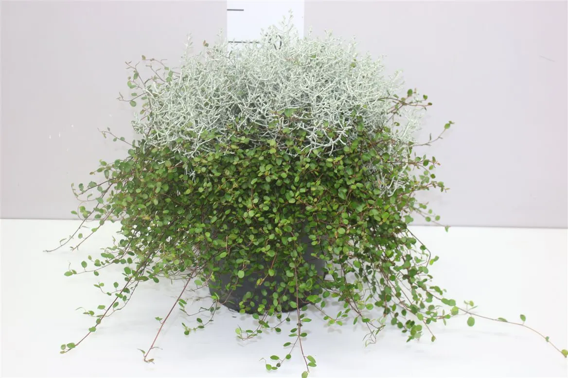 Calocephalus/muehlenbeckia Xl • črepník 23 cm