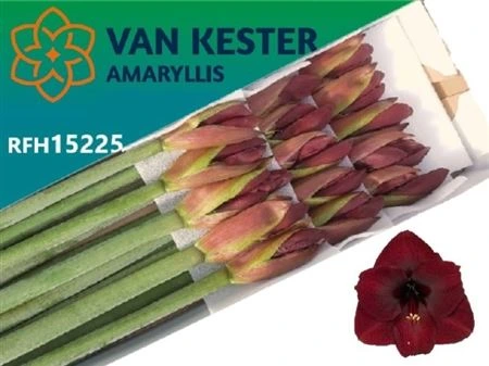 Amarylis Night Fever • 75 cm