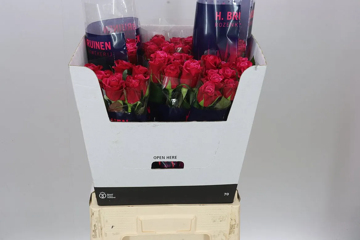 Rosa Gr Suzanne • 70 cm