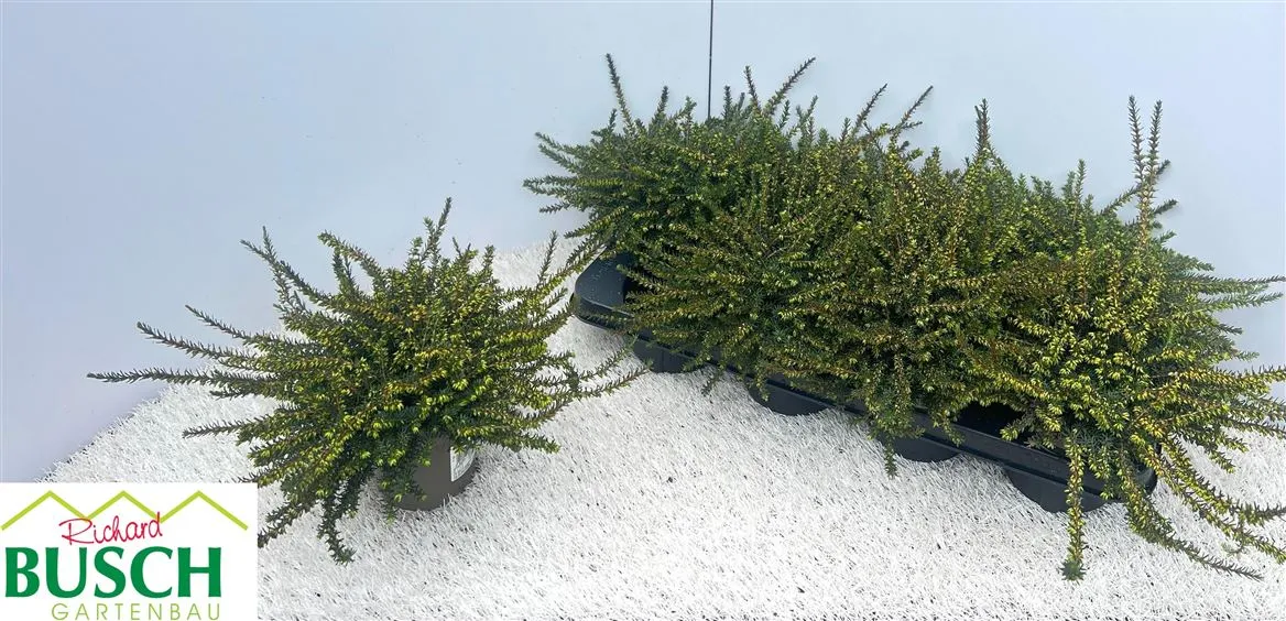 Erica Da Kramers Rote • črepník 12 cm