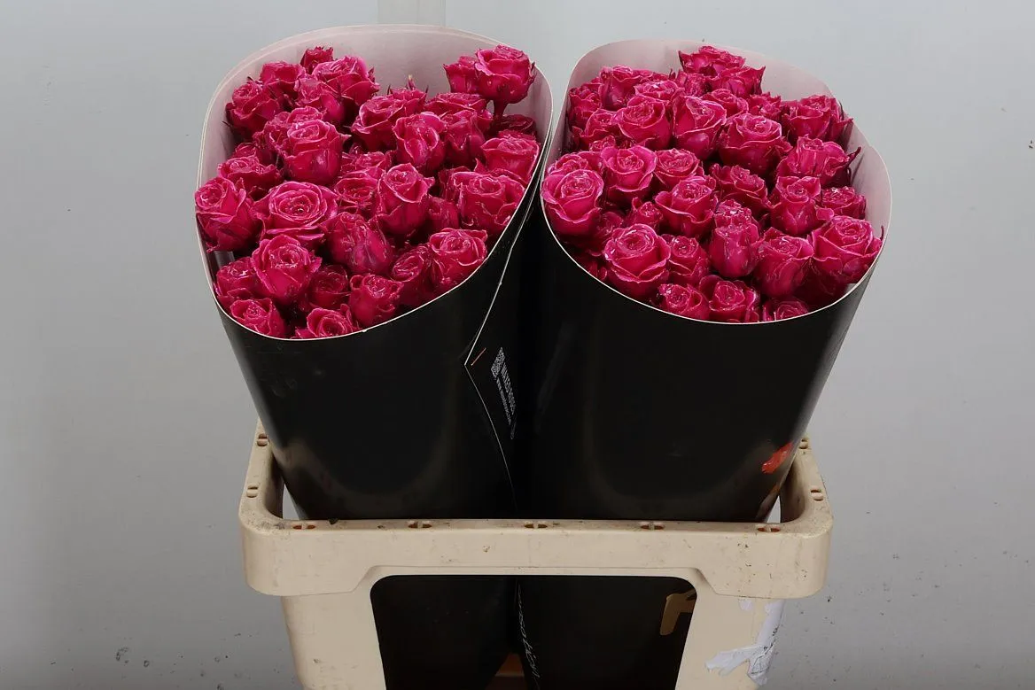 Ruža trsová Wx Cerise • 60 cm