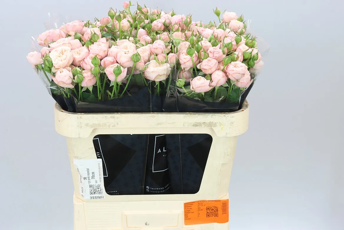 Rosa Tr Royal Blush X5 • 70 cm