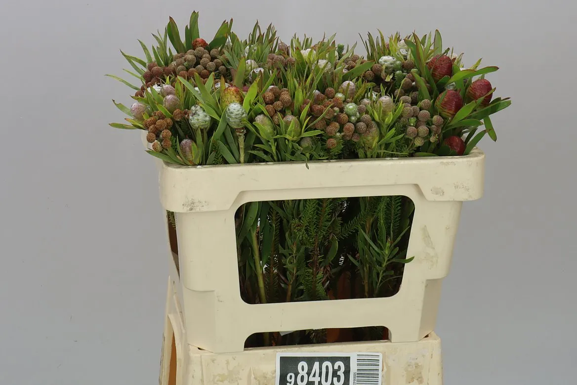 Kaaps Cone mix • 50 cm