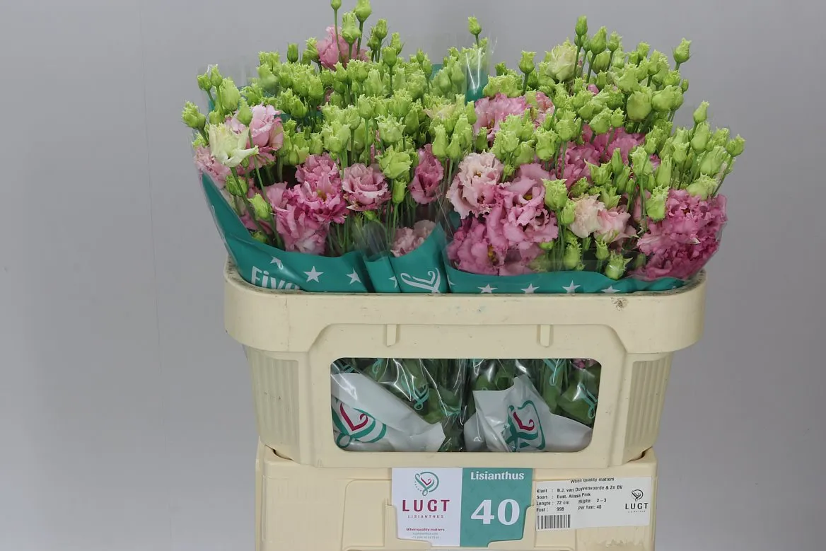 Eustóma plnokvetá Alissa Pink • 72 cm