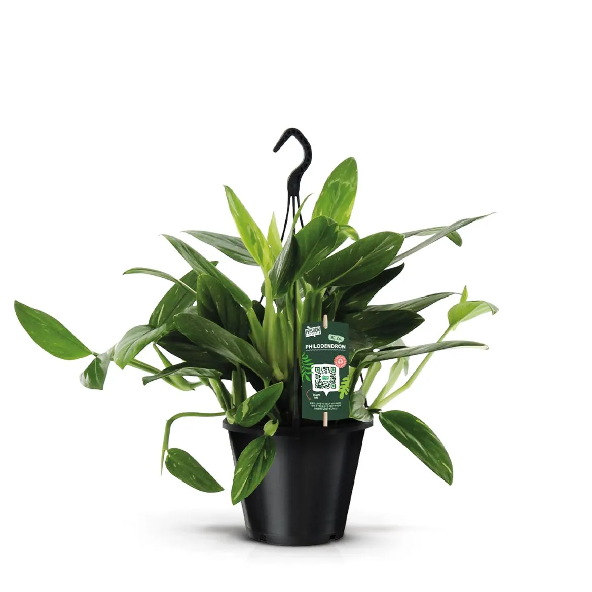 Philodendron Cobra, závesný črepník • črepník 19 cm