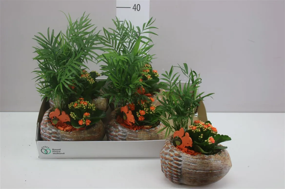Arr Kamerplanten Eikel Keramiek • črepník 21 cm