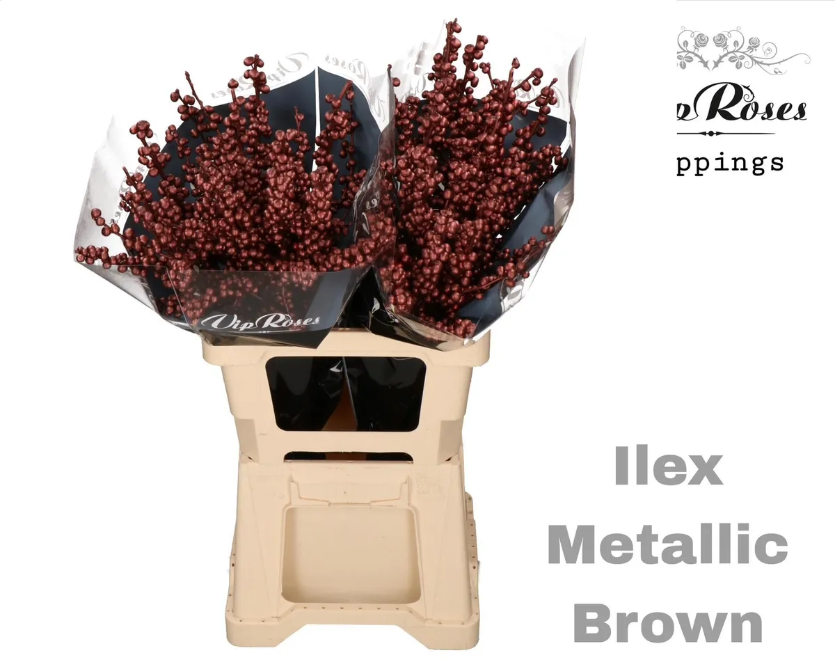 Ilex Metallic Brown • 60 cm