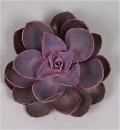 Echeveria Purple Pearl Cutflower • 12 cm