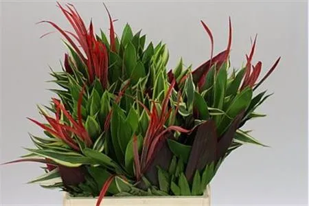 Bouquet 2 - Bird Of Paradise • 55 cm