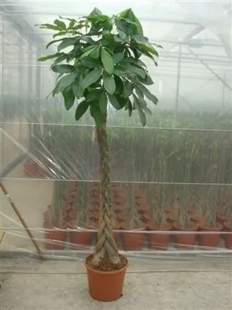 Pachira Aquatica Xxl A2 • črepník 35 cm