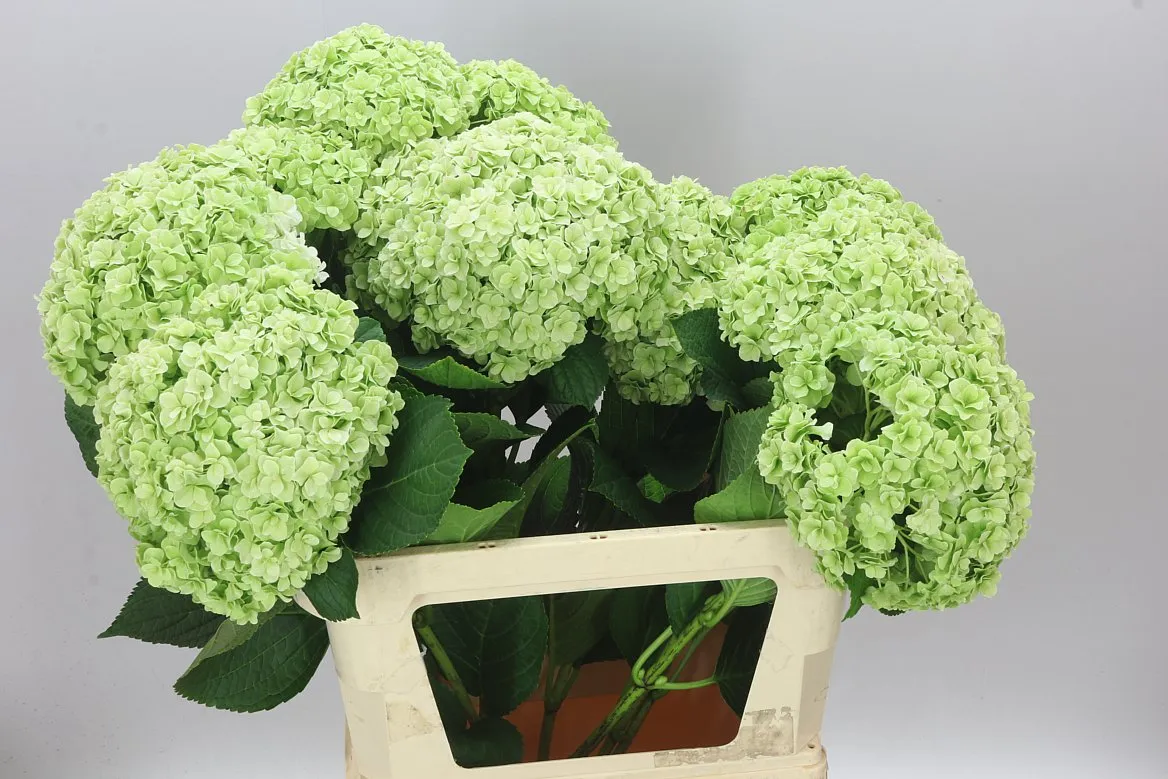 Hortenzia Highness Classic • 80 cm