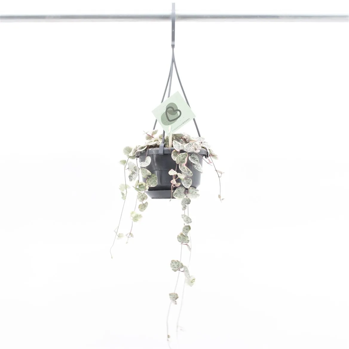 Ceropegia Woodii Variegata, závesný črepník • črepník 10,5 cm