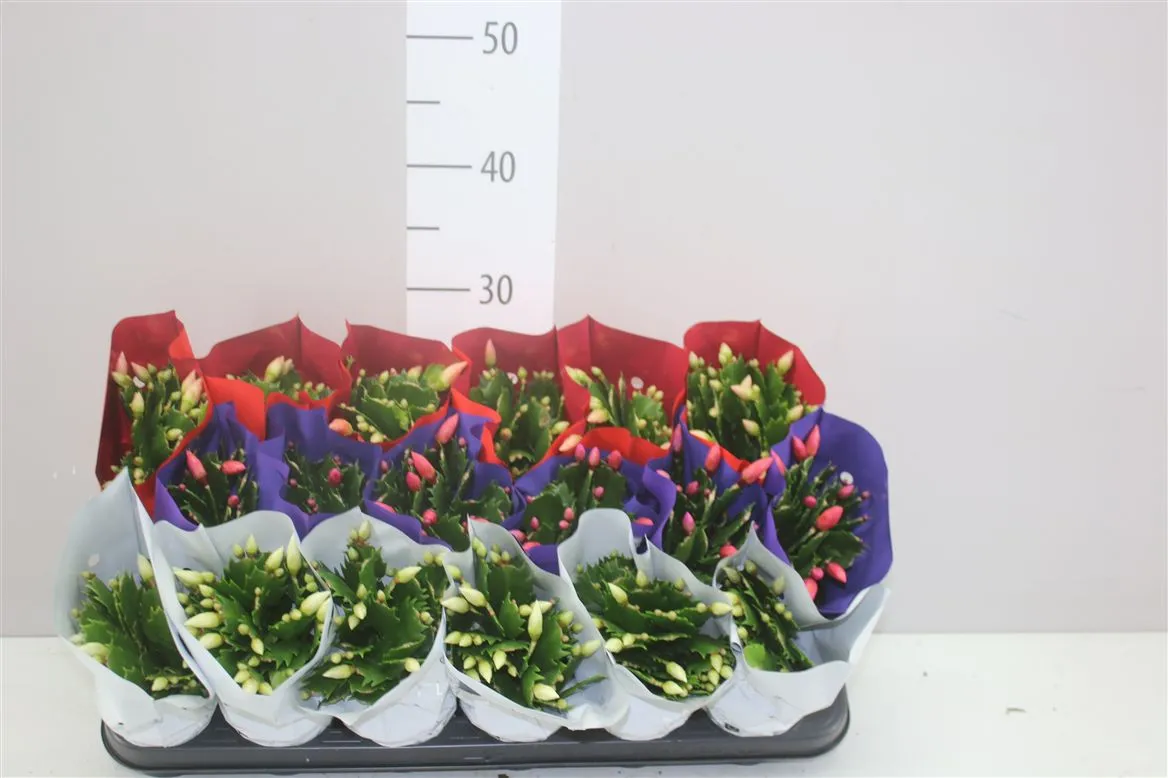 Schlumbergera Gemengd • črepník 9 cm