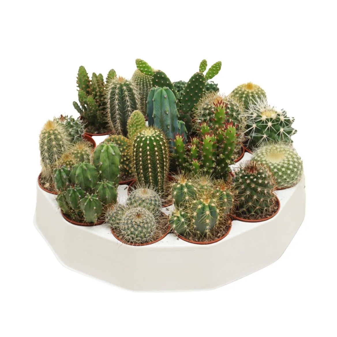Kaktus mix Rondella • črepník 5,5 cm