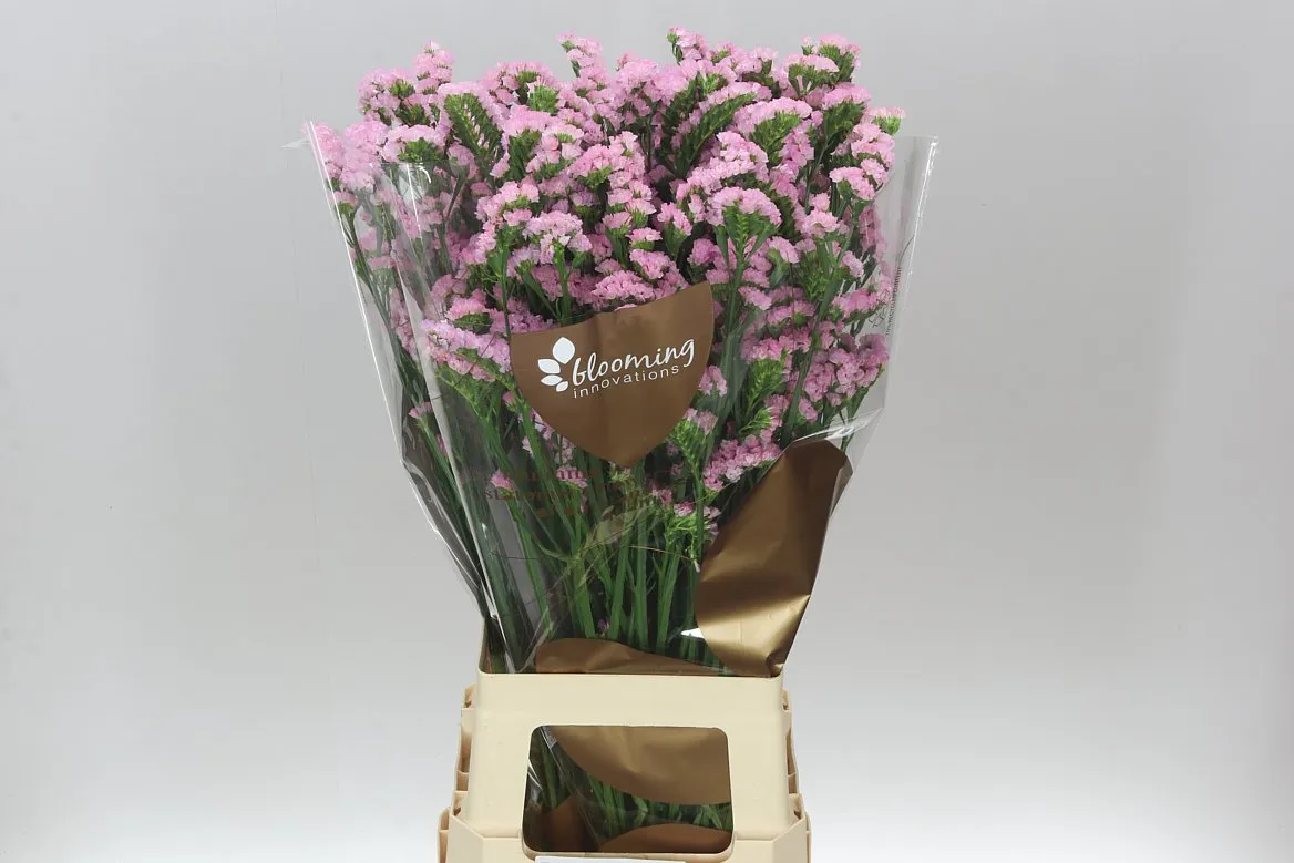 Lim. S Lucia Pink • 80 cm