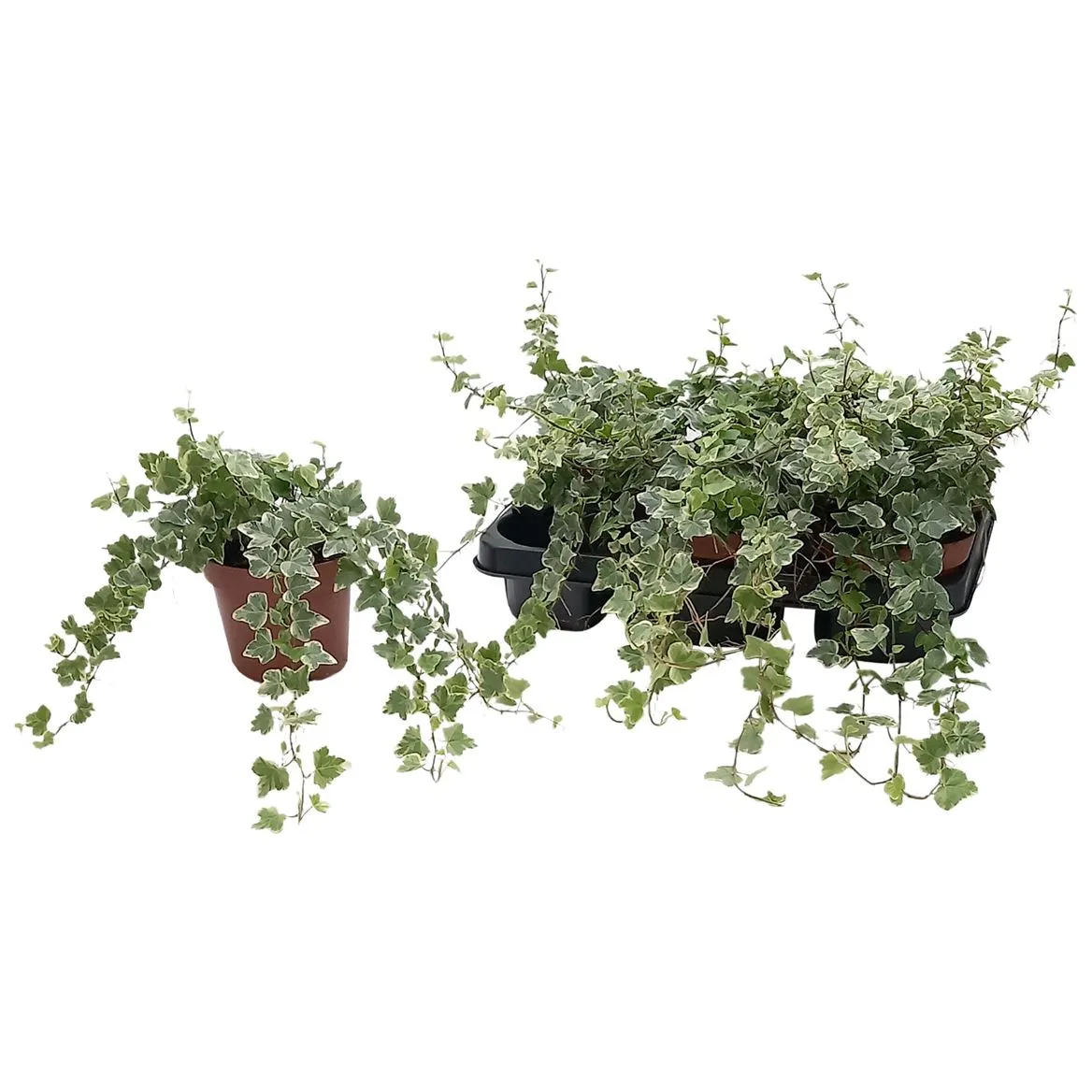 Hedera He White Wonder • črepník 13 cm