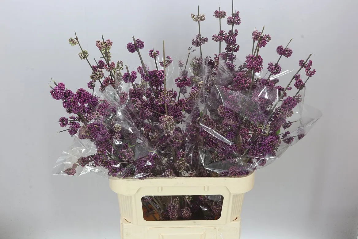 Callicarpa Pu Gian Ex • 90 cm