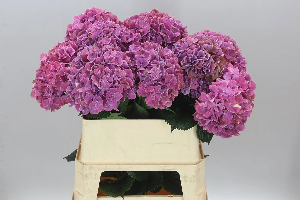 Hyd Sweet Ruby • 80 cm