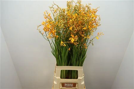 Crocosmia George Davidson • 80 cm