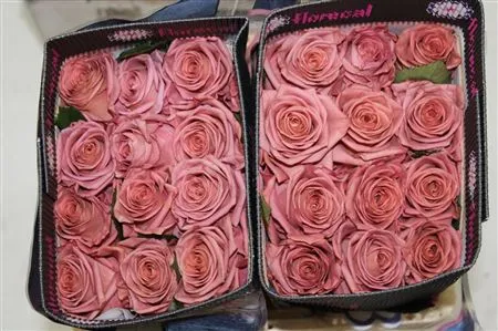 Rosa Gr Ec Barista • 40 cm