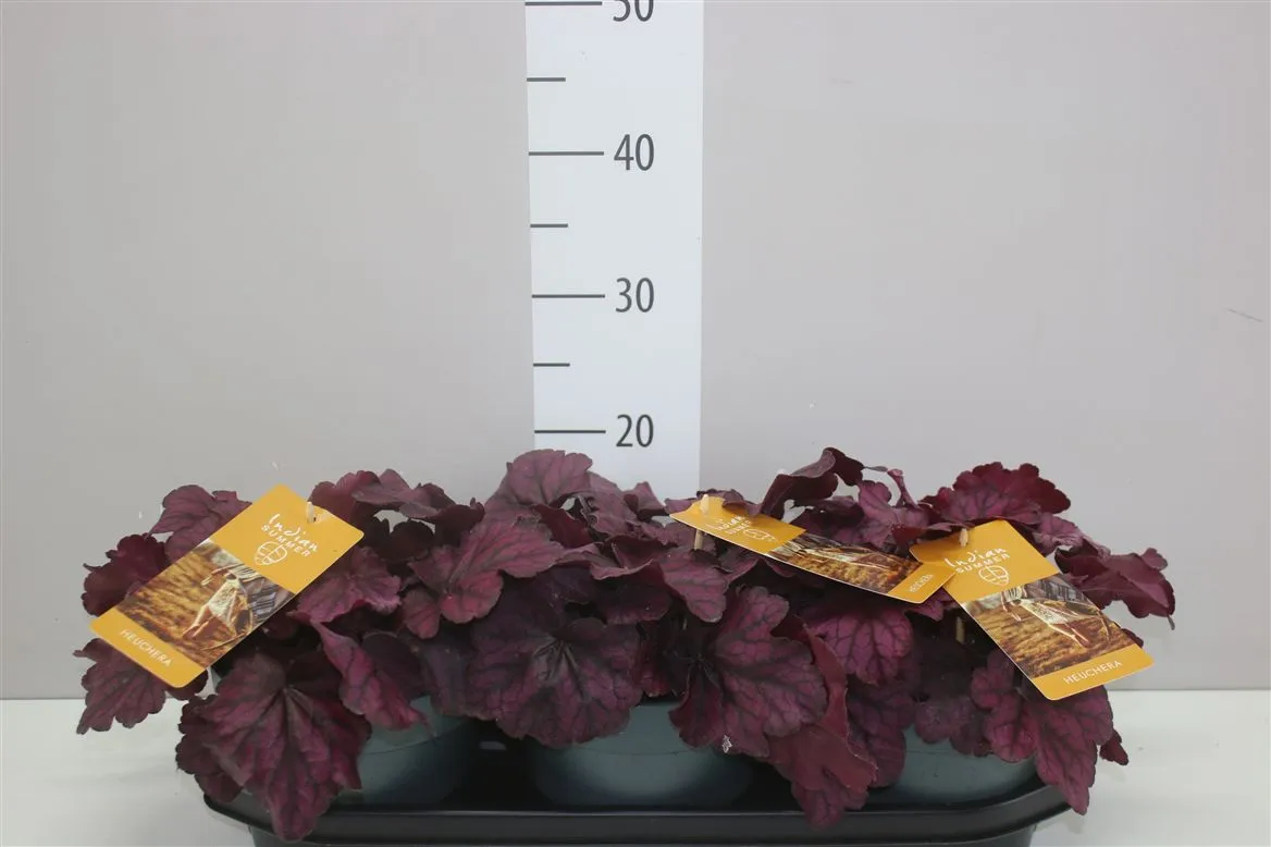 Heuchera červená • črepník 19 cm