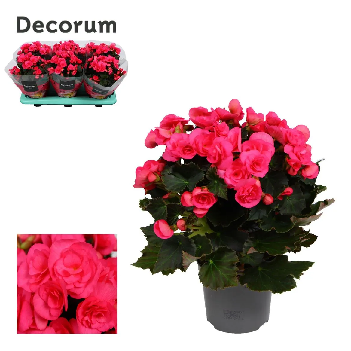 Begonia Du Adonia Pink • črepník 13 cm