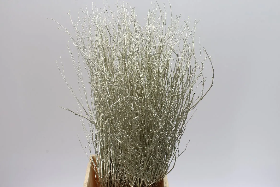 Breza Platina Glitter • 70 cm
