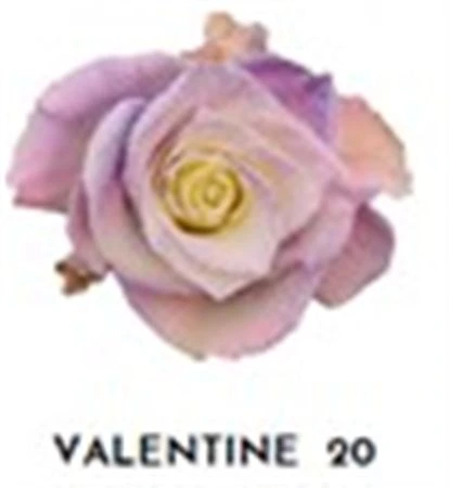 Ruža farbená Valentine 20, Ekvádor • 50 cm
