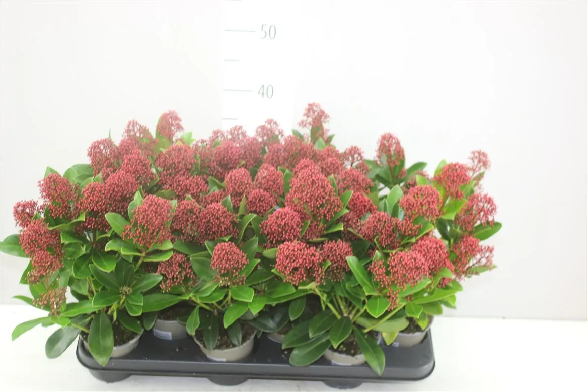 Skimmia Rubella 7+ • črepník 11 cm