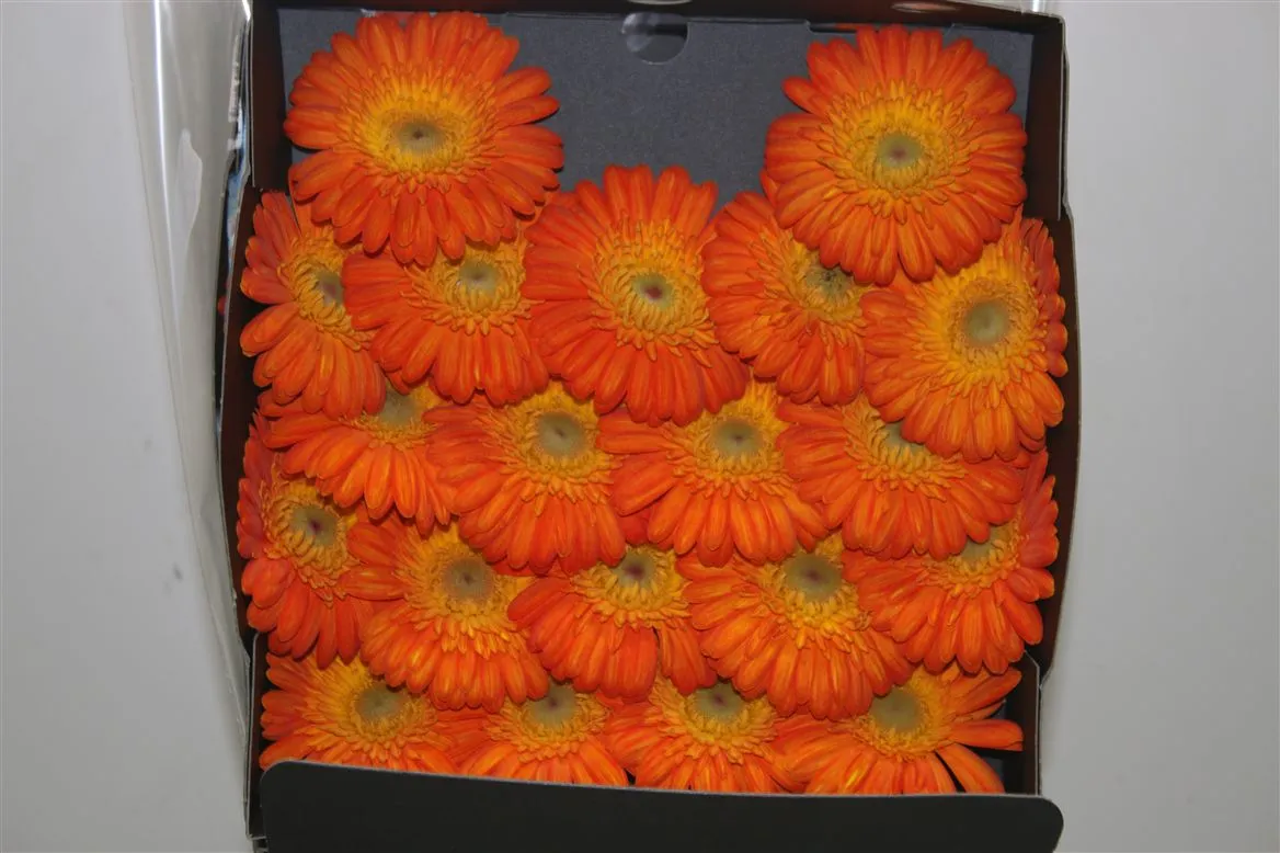 Germini Diamond Gizela • 55 cm