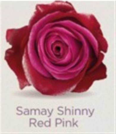 Ruža farbená Samay Shinny Red Pink, Ekvádor • 50 cm