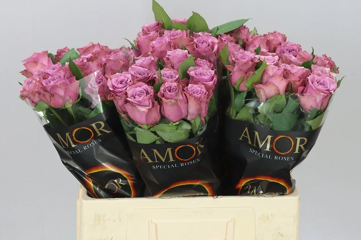 Rosa Gr Purple Heather • 60 cm