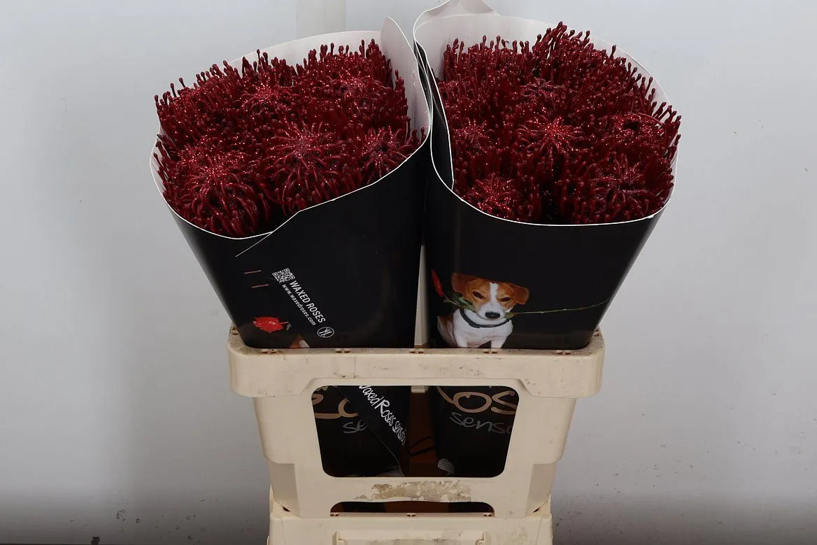 Nutan Wx Bordeaux • 60 cm